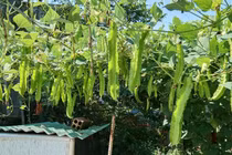 Đếm tiền mỏi tay nhờ thử trồng loại cây yêu thích