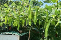 Đếm tiền mỏi tay nhờ thử trồng loại cây yêu thích