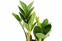 Trồng 4 loại cây dòng dõi đế vương, gia chủ giàu có hết phần thiên hạ