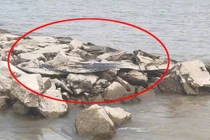 'Quái vật hồ Loch Ness' phiên bản Trung Quốc gây xôn xao dư luận