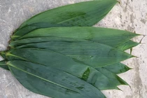 Nhặt lá tre rụng về bán mà thành tỷ phú