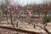 3 năm con trai lấy vợ, mẹ khóc thầm thèm bữa cơm sum vầy