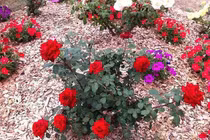 8 cách đuổi côn trùng khỏi nhà nhanh chóng