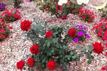 8 cách đuổi côn trùng khỏi nhà nhanh chóng