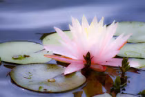 Con người nếu làm được những việc sau, phong thủy tự nhiên tốt