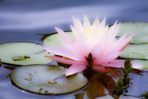 Con người nếu làm được những việc sau, phong thủy tự nhiên tốt