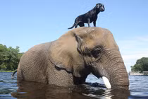 Người thông minh luôn biết cách "tận dụng" điểm tốt của kẻ thù để thành công