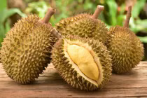 Quả sầu riêng trị giá 1,1 tỷ, có tiền chưa chắc đã được ăn