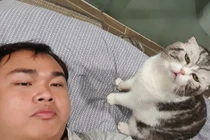 Chú mèo ở Việt Nam gây bão mạng với meme 'đau ở đây này'