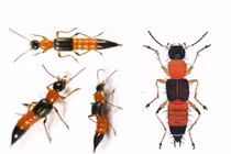 Nọc kiến ba khoang độc hơn rắn hổ 15 lần, cách chữa thế nào?