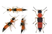 Nọc kiến ba khoang độc hơn rắn hổ 15 lần, cách chữa thế nào?