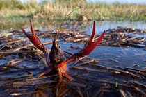 Sinh vật đáng sợ tấn công Việt Nam, bộ lùng diệt, dân vô tư ăn