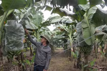 Lão nông trồng chuối kiếm 10 tỷ/năm, sắm ôtô sang chảnh thăm vườn cho tiện