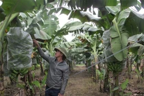 Lão nông trồng chuối kiếm 10 tỷ/năm, sắm ôtô sang chảnh thăm vườn cho tiện