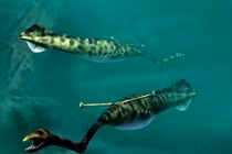 Những hiểu biết mới về "quái vật siêu bí ẩn Tully"