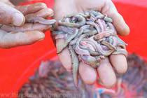 Cho loài "lộc trời" ngoe nguẩy "đẻ" nhân tạo, dân có cơ hội đổi đời