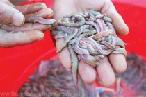 Cho loài "lộc trời" ngoe nguẩy "đẻ" nhân tạo, dân có cơ hội đổi đời