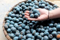 Món ăn dân dã thành đặc sản sốt rần rần, chị em đua nhau mua