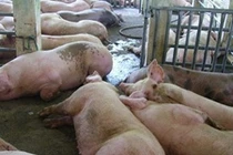 Kỷ luật 25 người vụ heo bị tiêm thuốc an thần