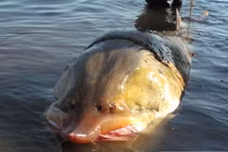 Loài cá tầm tiến Vua khổng lồ nặng cả tấn, sắp tuyệt chủng