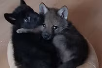 Cuộc sống giữa bầy sói của người đàn ông