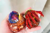 Loài ốc lạ giá 2-3 triệu/con người Việt vẫn đổ tiền mua