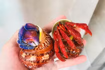 Loài ốc lạ giá 2-3 triệu/con người Việt vẫn đổ tiền mua