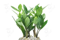 Để cây này trong nhà tài lộc dồi dào, tiền vàng ầm ầm kéo đến