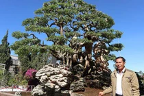 Đồng Nai: Cây me khủng 60 năm tuổi đã kết trái vẫn còn ra hoa