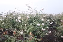 Trồng cây “siêu lợi nhuận”, người đàn ông Hưng Yên thu tiền mỏi tay