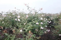 Trồng cây “siêu lợi nhuận”, người đàn ông Hưng Yên thu tiền mỏi tay