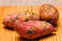 "Điểm lạ" trên khoai lang báo hiệu khoai nhiễm độc cần bỏ ngay