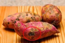 "Điểm lạ" trên khoai lang báo hiệu khoai nhiễm độc cần bỏ ngay