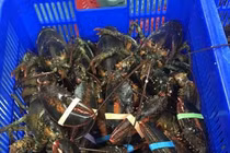 Tôm hùm nhập khẩu và trong nước đua nhau giảm sốc