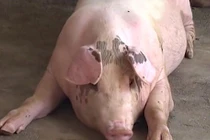 Thịt lợn khan hiếm, giá tăng vọt, người dân xu hướng nuôi lợn “siêu to”