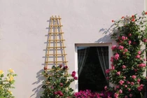 Nao lòng vườn hoa hồng rộng bát ngát đẹp như cổ tích của mẹ Việt