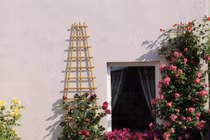 Nao lòng vườn hoa hồng rộng bát ngát đẹp như cổ tích của mẹ Việt