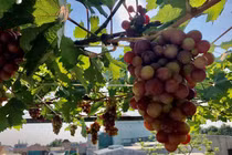 Hoa mắt giàn nho lúc lỉu trái trên sân thượng tầng 3 ở TP Quảng Ngãi