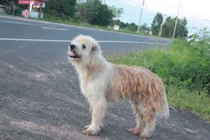 Xúc động chú chó bị bỏ rơi kiên nhẫn chờ đợi chủ 4 năm
