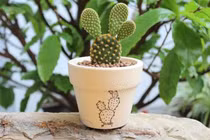 5 loại cây phong thủy đẹp mấy cũng không rước vào nhà