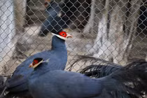 Cặp gà có giá 15 triệu đồng hút khách dịp Tết Canh Tý 2020