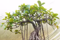 Cuối năm chớ dại mà mua loại cây này về nhà kẻo chặn cửa thần Tài