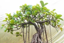 Cuối năm chớ dại mà mua loại cây này về nhà kẻo chặn cửa thần Tài