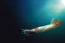 Thợ lặn phát hiện vật thể như trứng thủy quái dưới lòng biển