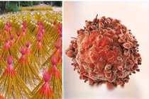 Chỉ mặt 5 đồ vật có mùi thơm nhưng cực kì độc hại