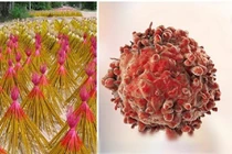 Chỉ mặt 5 đồ vật có mùi thơm nhưng cực kì độc hại