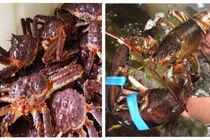 Bất chấp dịch Corona, tôm hùm Alaska, cua hoàng đế tăng giá mạnh