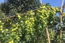 Biến cây táo dại đầy gai thành đặc sản thu 60 tỷ mỗi năm