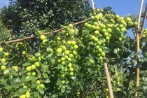 Biến cây táo dại đầy gai thành đặc sản thu 60 tỷ mỗi năm