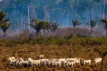 Trả giá quá đắt vì phá rừng để nuôi bò bán cho Trung Quốc